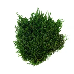 MyVillage Allestimento Villaggi|Materiale Per Decorare*Muschio Verde 50 gr