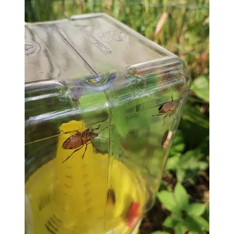 InVerde Insetticidi*Trappola per Cimice Asiatica CYMATRAP GARDEN
