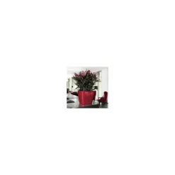 Lechuza Premium Collection|Vasi Tondi In Resina*Vaso Quadro Premium 28 Set Completo